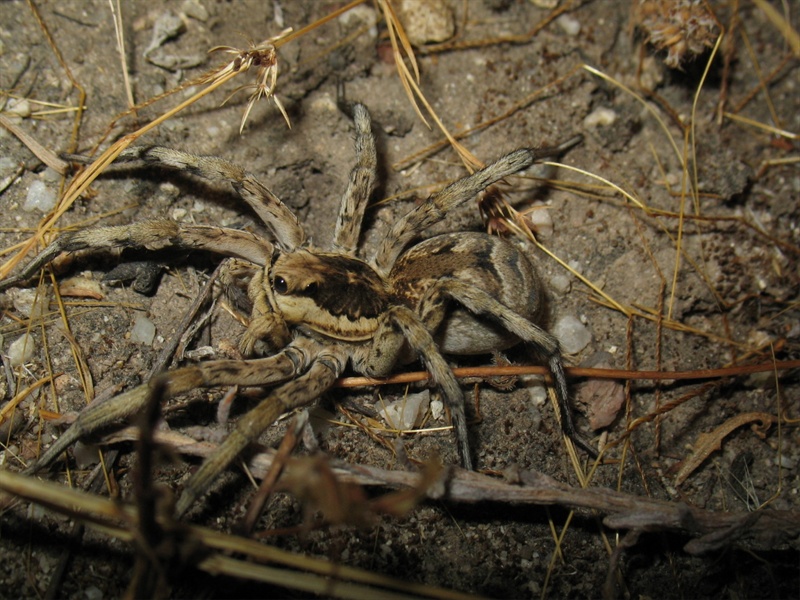 Allocosa oculata - Sud Sardegna (CA)